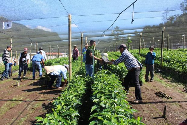 Entregan plantas de café en Huitzilan