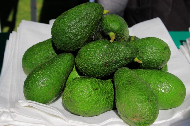 Destina SDR inversión para 105 iniciativas de cultivo de aguacate