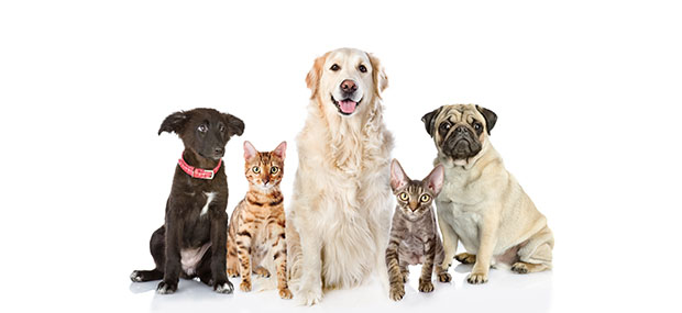 ¿Pueden las mascotas enfermarse de COVID-19?