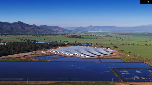 Seguro, el abasto de carne de cerdo en el país: Granjas Carroll