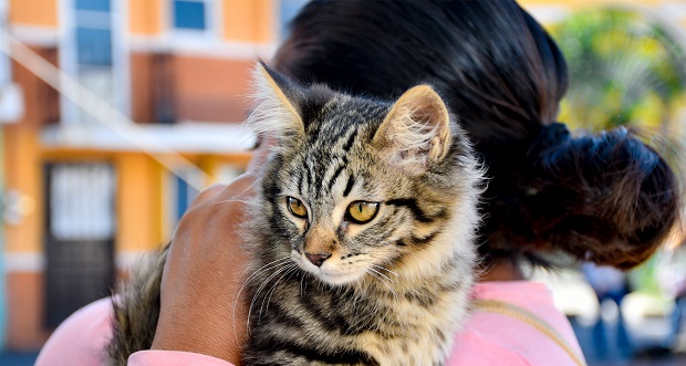 Cuautlancingo cuenta con nuevo reglamento de Tenencia Responsable y Control de Perros y Gatos
