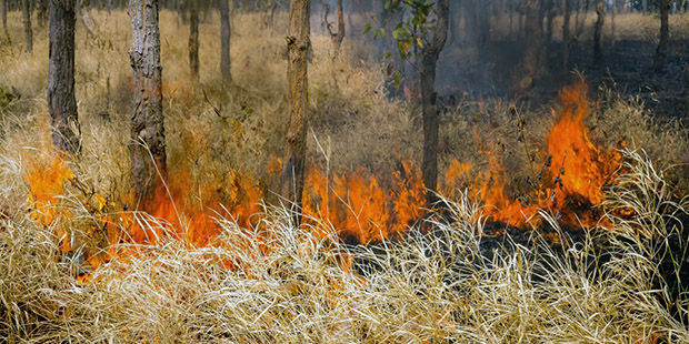 El PVEM insiste en la concientización de los ciudadanos para detener los incendios forestales