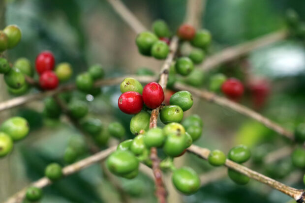 Política de café en Puebla tiene como prioridad a los productores: Altamirano