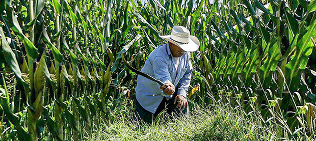 El glifosato no es carcinogénico: COFEPRIS