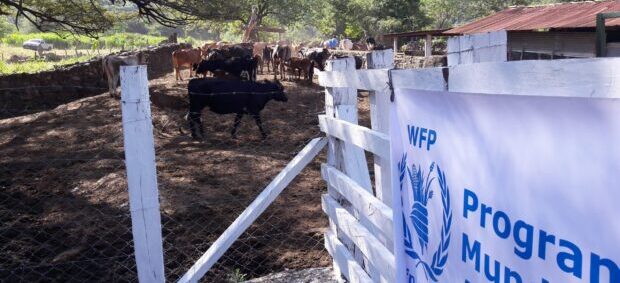 Otorgan Premio Nobel de la Paz 2020 al World Food Programme en el que  Kerry participa con “Proyecto Leche”