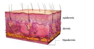 Renovación de la piel, ¿cada cuánto y cómo sucede?
