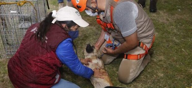 Protección Civil rescata a perritos que cayeron en el socavón