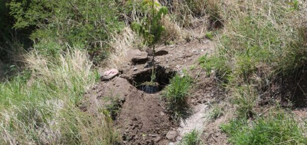 Gobierno de Atlixco y ciudadanos se unen al proyecto de plantación para recuperar áreas verdes del cerro de San Miguel