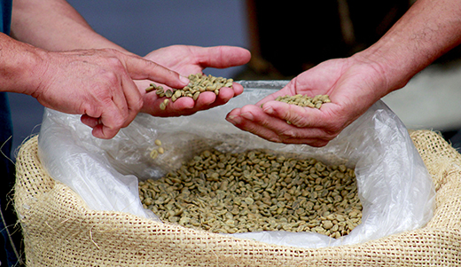 Inician SDR y Chapingo proceso de estimación de cosecha de café 2021-2022