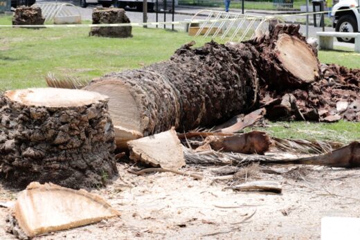 Cortar las palmeras en Analco, severo desequilibrio ambiental: SMADSOT