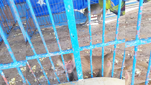 Coadyuva Instituto de Bienestar Animal a decomiso de especies maltratadas en circo