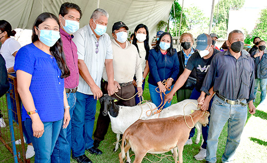 Entrega Lupita Daniel 300 cabezas de ganado ovino a familias vulnerables