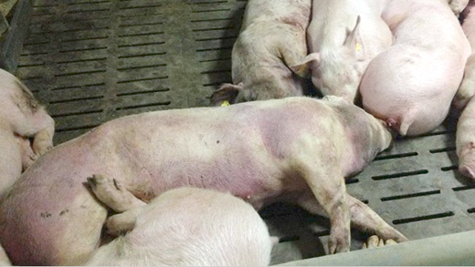 México activa plan ante amenaza de peste porcina africana