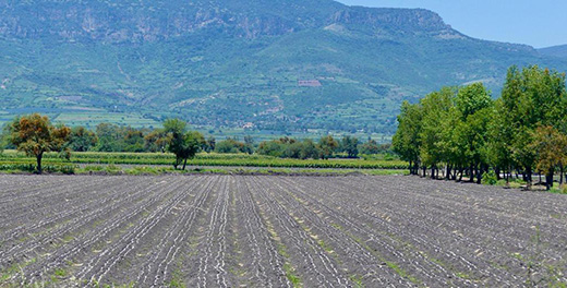 Fabrican CONACYT y Procuraduría Agraria encuesta “a modo” sobre uso del glifosato