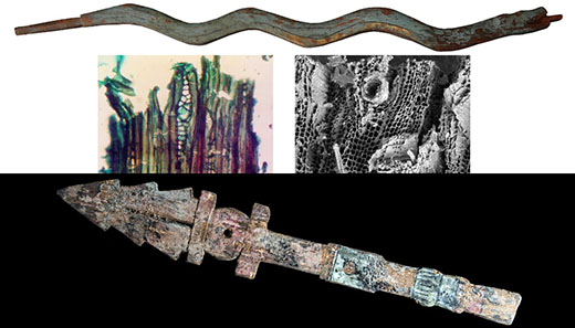 Del pino al ahuehuete, identifican seis especies arbóreas consagradas al pie del Templo Mayor