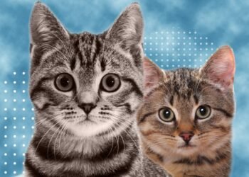 5 cosas que debes conocer de los gatos si piensas adoptar a uno