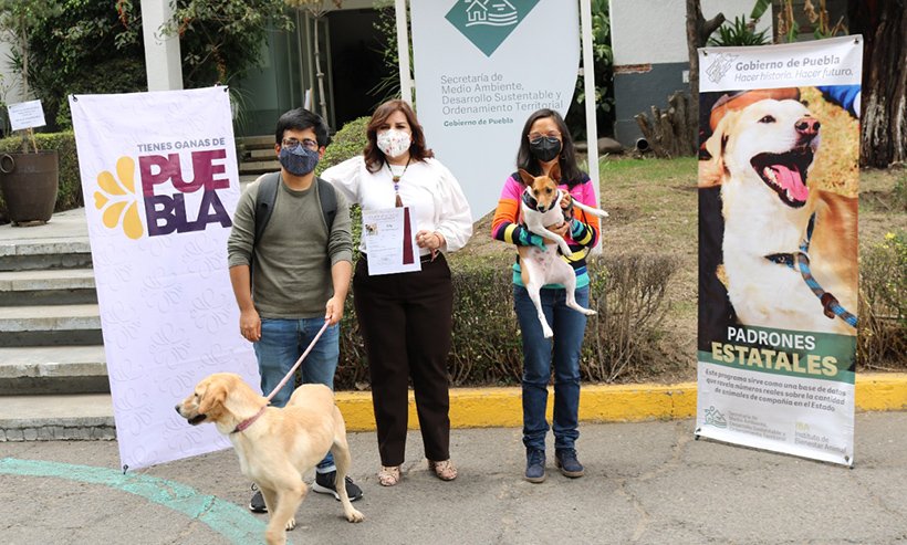 Tras ser objeto de crueldad animal, Medio Ambiente entrega en adopción a tres canes