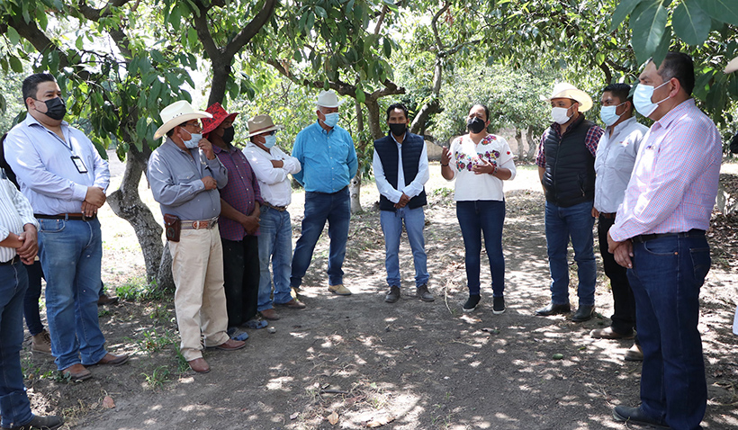 Dará SDR impulso al aguacate poblano para producción y comercialización
