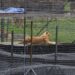 Llegan 3 leones y 3 jaguares más a Africam tras rescate en la CDMX