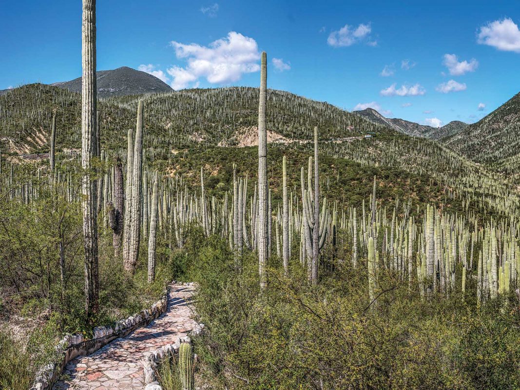 Valle de Tehuacán-Cuicatlán: Tesoro Natural y Arqueológico patrimonio de la humanidad