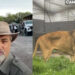 Africam va por segundo rescate de felinos maltratados en la CDMX