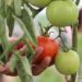AYUNTAMIENTO DE PUEBLA OFRECE TALLERES DE AGRICULTURA URBANA