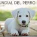 Cada 21 de julio homenajeamos a un animal de cuatro patas fiel e incondicional, considerado el mejor amigo del hombre.