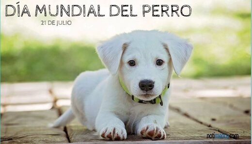 17/07/2019 Día Mundial del Perro
IBEROAMÉRICA SOCIEDAD
NOTIMÉRICA