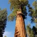 Hyperion es el árbol más alto del mundo del que se tiene registro