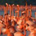 Flamencos, aves que cambiaron la vida de Yucatán; de alimento a atractivo turístico