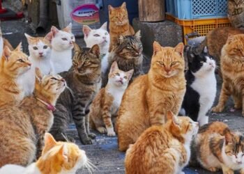 10 beneficios científicamente comprobados de tener un gato