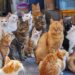 10 beneficios científicamente comprobados de tener un gato