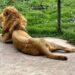 CDMX: Hallan fosas con presuntos restos de leones y tigres