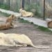 Muere leona en predio de Fundación Black Jaguar – White Tiger