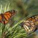Mariposa Monarca entra a lista roja de especies en peligro de extinción
