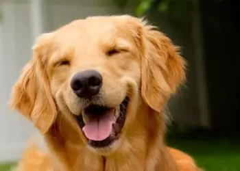 SI TIENES UN PERRO, ESTO TE VA A ENCANTAR.
