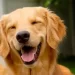 SI TIENES UN PERRO, ESTO TE VA A ENCANTAR.