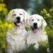 5 cosas que debes considerar para evitar que tu perro huela feo