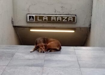 La historia del “Hachiko de La Raza”: perrito que espera a su dueña en la salida de la estación del Metro