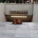 La historia del “Hachiko de La Raza”: perrito que espera a su dueña en la salida de la estación del Metro