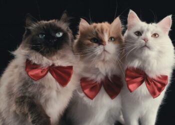 Lo que aprendimos de ‘En la mente de un gato’, el documental de Netflix sobre nuestros asombrosos felinos domésticos