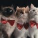 Lo que aprendimos de ‘En la mente de un gato’, el documental de Netflix sobre nuestros asombrosos felinos domésticos