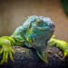 “Un gran logro de conservación”: vuelven a nacer iguanas terrestres en una isla de las Galápagos tras casi dos siglos