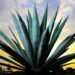 Maguey: “árbol de las maravillas”