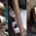 En Puebla ya se puede denunciar el “Maltrato Animal”