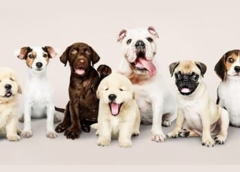 Hoy es el Día Internacional del Perro