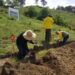 En 37 municipios, Medio Ambiente reforesta con más de 127 mil árboles