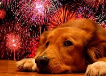 Cómo afecta la pirotecnia a las mascotas y qué se recomienda hacer para cuidarlas