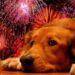 Cómo afecta la pirotecnia a las mascotas y qué se recomienda hacer para cuidarlas