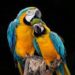 La sorprendente sensibilidad de las aves: recuerdan, sienten, hacen regalos y aman, asegura experta